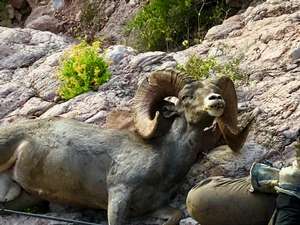 Tiburon Sheep Hunts